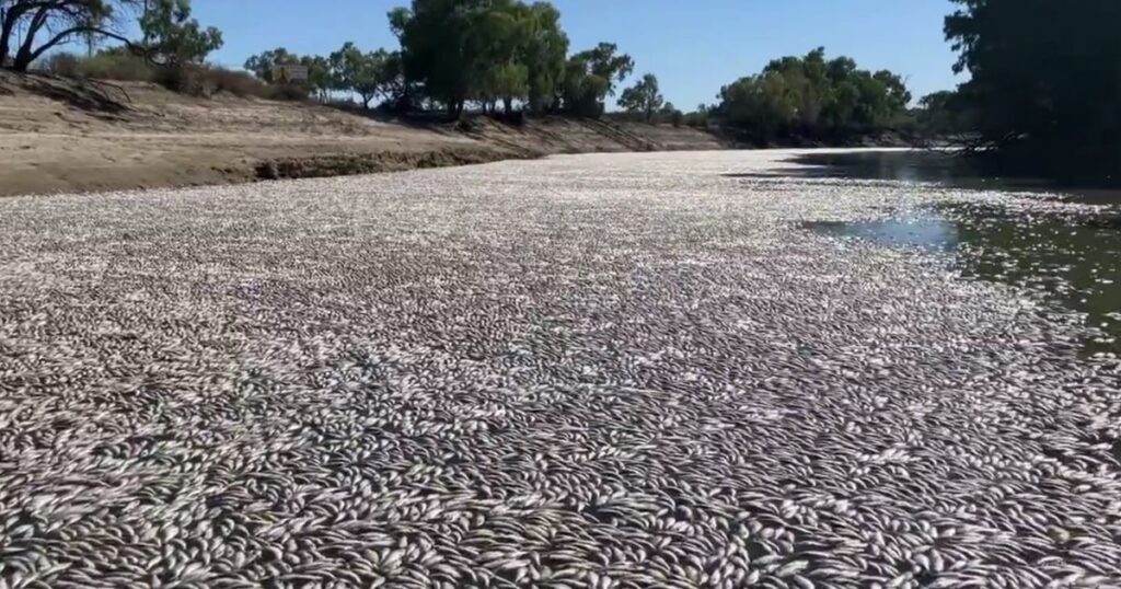 Some residents are concerned about their own health, as the dead fish are in a body of water used for the town's water supply.